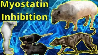 This Genetic Mutation Gives You Double Muscles