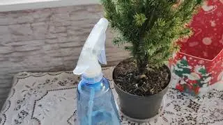 Ель Коника. Как сохранить ель в горшке до  дачи!
