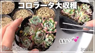 [Succulent] Colorata has grown larger [Gardening]