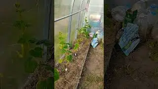 Огурцы ожили после эксперементальной подкормки