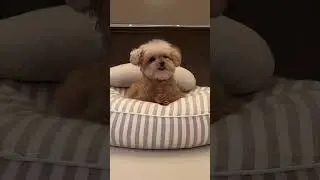 강아지 세마리가 다툰이유??