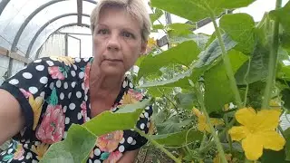 ЖИВЕМ В ДЕРЕВНЕ/ Тропическая ЖАРА в БЕЛАРУСИ./ Огород бушует.