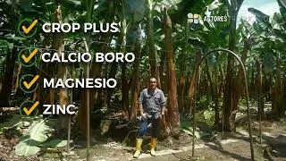 ¡El banano se fortalece frente al cambio climático! 🍌🍌🍌