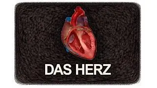 Der Aufbau unseres Herzens