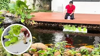 A fish pond, will try growing vegetables with fish pond water, good green vegetable garden