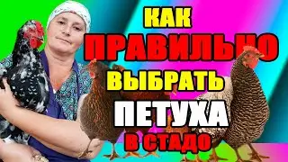 Как правильно выбрать петуха на племя. Сколько петухов должно быть в стаде.