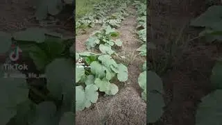 Как растет тыква Сквош Макаронный кабачок низкоуглеводный сорт не сладкий