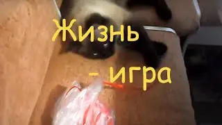 Жизнь - игра