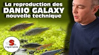 La reproduction des Microrasbora galaxy . Le danio margaritatus