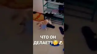 Милые Собачки :) 
