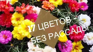 Красивые Однолетние ЦВЕТЫ семенами без рассады 2