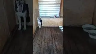 Хорошие собачки     #собака #dog #dogs