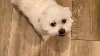 Vlogmas Day 1