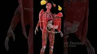 Female Body Systems ♀️ | Repr0_ductive, digestive and cardiac 🫀✨