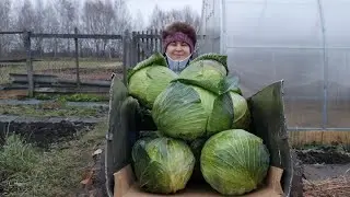 Капустный сезон 2020.  Гибриды АГРЕССОР и АТРИЯ