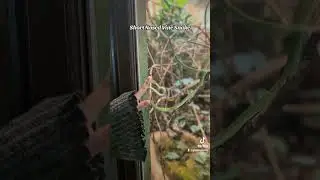 Playful Short Nosed Vine Snake 🐍 #zoo #snake #animals #playful