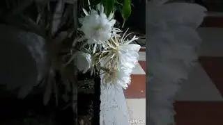 sonone parivarache bhramhakamal 😀