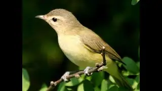 Warbling Vireo Mike Koenig