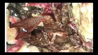 Seldovia Flattop crab presentation