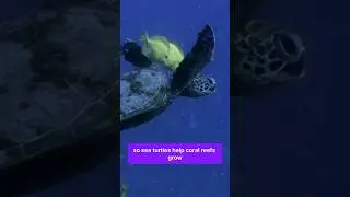 Guardians of the Sea: 5 Ways Sea Turtles Keep Our Oceans Thriving 🌊🐢