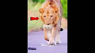 The Lion That Saved a Helpless Puppy 🦁❤️