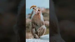 Sheep and Monkey 😉