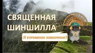 Откуда у ШИНШИЛЛ такое название? Священное животное ШИНШИЛЛА!
