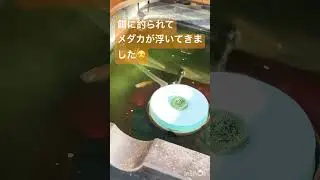 メダカ水槽202 気温が一気に夏仕様ですね🥵　#shorts #メダカ #aquarium #fish
