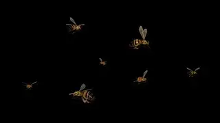 Bee Swarm - Flying Loop