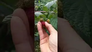 сентябрь 2023 , а всё ещё спеет малинка