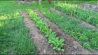 Первый урожай редиса. Любимая окрошка...