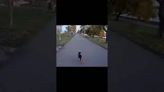 Ягдтер'єрчк Юна. Активна ранкова прогулянка
