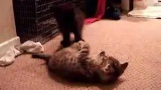 Shoelace plays with dewey