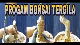 PENTINGNYA BELAJAR BONSAI...! #BOWONGSO #BONSAI #BELAJARBONSAI #BONSAILUARNEGRI #EXTRIM