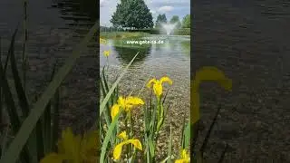 Die Sumpf-Schwertlilie 😍 #koi #karpfen #schwimmteich #gartenteich #garten #gartengestaltung