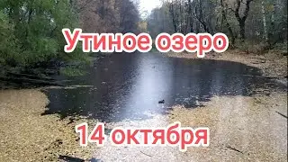 Хмурое дождливое утро 14 октября.