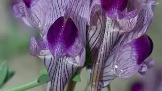 Le plaisir de l'amour *****