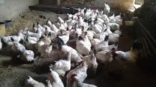 Курочки
