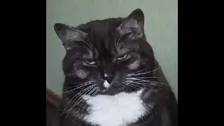 мем за который мне стыдно