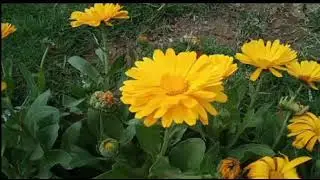 Relaxing Music,Soothing Music,Beautiful Music,Bedtime Music