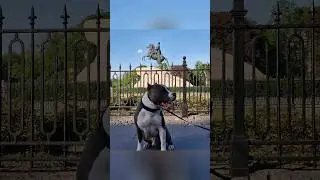 Амстафф Локи 3 года | Бродяга И Питер | Стаффорд | Amstaff Loki