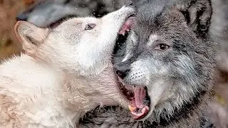 ТОП 10 МАЛОИЗВЕСТНЫХ ФАКТОВ О ВОЛКАХ