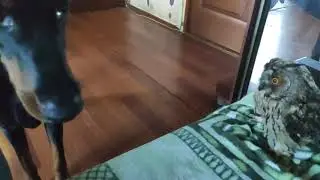 Совушка и поберман