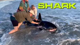 MASSIVE Shark Beached at Oak Island NC at Ocean Crest Pier