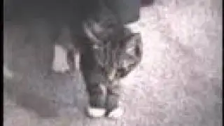 Pussycam:  Katherine the Kitten