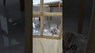 Новый домик Лелика! Часть 1