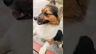 Cute Corgi Dog 🐕