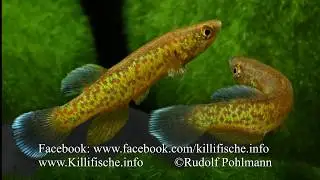 Fundulus julisia