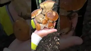 #funghi