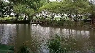 Video Background Telaga || Nature Bird Audio Background || Free Footage Audio Video || No Copyright